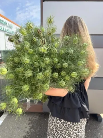 Нигелла, пачка