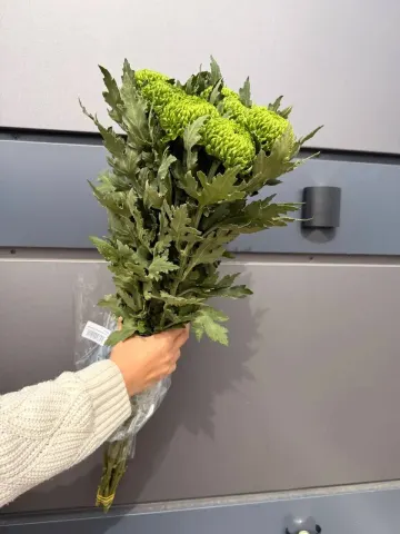 Хризантема Бомбеллини, шт