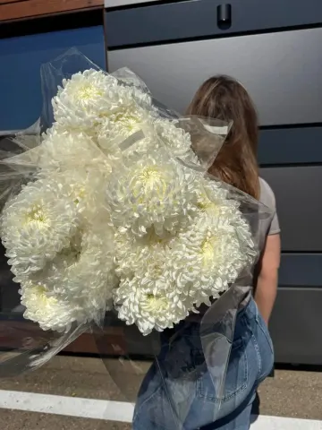 Хризантема Леонов, шт